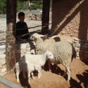 Taller: La fauna en la Edad del Hierro I